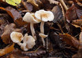 Hygrophorus lindtneri
